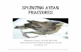 SPLINTING AVIAN FRACTURES - IWRCtheiwrc.org/wp-content/uploads/2011/05/Duerr_Splinting_Manual_2010.… · Considerations for wild bird care Treating wild birds with fractures requires
