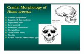 Cranial Morphology of Homo erectus - Knox Collegecourses.knox.edu/anso101/15HomoShift.pdf · Cranial Morphology of Homo erectus ... africanus fossils indicate C4 plants ... Australopithecus