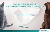 PARASITES OF CATS : AN UNDERESTIMATED DIVERSITY · Chewing louse Mosquito Sandfly Ectoparasites Endoparasites ... faecal analysis. RESULTS