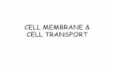 CELL MEMBRANE & CELL TRANSPORT - Biology - Hometh .membraneâ€™s function is to maintain HOMEOSTASIS