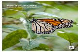 Monarch Butterfly - .Monarch butterfly range. ... Long hot dry spells can reduce adult butterfly