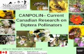 CANPOLIN Current Canadian Research on Diptera Pollinators - Skevington.pdf · Canadian Research on Diptera Pollinators ... Other Fly Families •Pollinators as well as bee ... •Second