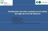 Fertilización con cloro y potasio en el cultivo dti l dS ...lacs.ipni.net/ipniweb/region/lacs.nsf/0/11528D169094F5058525797D... · El cloro en el sueloEl cloro en el suelo;Deposiciones