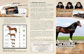 D ADDITIONAL DIFFICULTIES - Creation Studies Institute · different kinds of fossil horses in Wyoming and Nebraska ... of the evolution of the horse, all of which go from a multi-toed