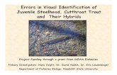 Errors in Visual Identification of Juvenile Steelhead ... · Errors in Visual Identification of Juvenile Steelhead, Cutthroat Trout and Their Hybrids Primary Investigators: Hans Voight,