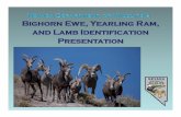 Goal of Nevada’s Bighorn Ewe Hunts · What’s a Bighorn Ewe? • NDOW’s Definition of a Ewe “Any female bighorn sheep having a horn or horns of atfemale bighorn sheep having