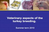Veterinary aspects of the turkey breeding. - VFU · poultry. Morbidity is low to moderate and mortality low. Morbidity is low to moderate and mortality low. The route of infection