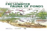 A Guide to Freshwater Fauna of Ponds in Singaporeemid.nus.edu.sg/Inland/vguide_pond.pdf · A Guide to Freshwater Fauna of Ponds in Singapore ... Some other examples of introduced