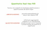Quantitative Real-time PCR - · PDF fileQuantitative Real-time PCR Tecnica che consente la simultanea amplificazione e quantificazione del DNA target AMPLIFICAZIONE: prevede essenzialmente