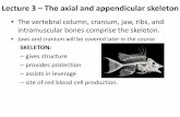 Lecture 3 – The axial and appendicular skeleton · Lecture 3 – The axial and appendicular skeleton • The vertebral column, cranium, jaw, ribs, and intramuscular bones comprise