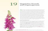 19 and Organogenesis - sinauer.com · For most plants, shoot architecture ... secondary growth is the defining feature of the vegetative growth ... down-regulation is exemplified