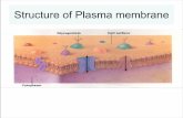 Structure of Plasma membrane - JU · PDF fileTransport across Plasma Membranes-Simple diffusion: transport through lipid ... lipids of plasma membrane including phospholipids, cholesterol