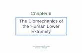 Chapter 8 The Biomechanics of the Human Lower …tdemir.etu.edu.tr/MAK 460_dosyalar/Chapter 8.pdf · Chapter 8 The Biomechanics of the Human Lower Extremity Basic Biomechanics, 6th