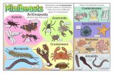 Types of Minibeasts - teachingideas.co.uk · Insects Arachnids Myriapods Crustaceans Molluscs Annelids Coelenterates Echinoderms Arthropods (all have legs with joints) Minibeasts