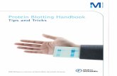 Protein Blotting Handbook - Fisher Scientific · Additional Information If you have questions or need assistance, ... edition of the Protein Blotting Handbook, ... 3.4 High Salt Wash