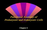 Functional Anatomy of Prokaryotic and Eukaryotic · PDF fileFunctional Anatomy of Prokaryotic and Eukaryotic Cells Chapter 4. Prokaryotic vs. Eukaryotic Cells ... Bacterial cell wall