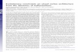 Evolutionary constraints on visual cortex architecture ...guava.physics.uiuc.edu/~nigel/REPRINTS/2012/Butler NG... · Evolutionary constraints on visual cortex architecture from the