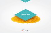 Golden Rice - VIB · Golden Rice contains extra genes; ... key role too: the cultivation of particular plants is often closely related to cultural identity. Indispensable vitamin