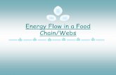 Energy Flow in a Food Chain/Webs - Weeblyhcmsfeffer.weebly.com/uploads/2/2/7/9/22796270/energy_flow_in_food... · Energy Flow in a Food Chain/Webs. ... (trophic) levels of organisms,