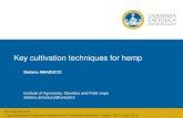 Key cultivation techniques for hemp - fibrafp7.net · Key cultivation techniques for hemp ... Fam. Cannabaceae Cannabis sativa L. (Anderson, ... effect of environment and cultivation