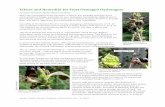 Effects and Remedies for Frost Damaged Hydrangeas · Effects and Remedies for Frost Damaged Hydrangeas by Elaine Homstad, Fairfax Master Gardener ... Anecdotally, I have all the hydrangea