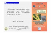 Giavone resistente agli erbicidi: una minaccia per mais … Fito 023... · 2000 -Echinochloa crus-galli resistente al propanile (inibitore del PSII). Tipi di resistenza di giavoni
