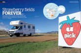TAS Strawberry fields FOREVER - Apollo Motorhome … · Strawberry fields FOREVER And raspberry fields, and apple orchards, ... back, the smell of the strawberry field carried on