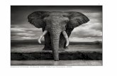 Elephant Drinking, Amboseli 2007. Killed by Poachers, … The Ravaged La… · plains and woodlands of the Amboseli ecosystem in East Africa. A gentle soul like most elephants, he