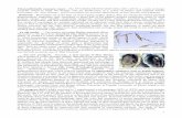 FINAL PUBLISHABLE SUMMARY REPORT - CORDIS · 2016-08-27 · Final publishable summary report - The FP7-IRSES-PEOPLE BIOVADIA ... microalgae, the ‘blue diatoms ... Microsoft Word