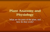 Plant Anatomy and Physiology - Edl · Plant Anatomy and Physiology What are the parts of the plant, and how do they work?