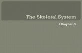 The Skeletal System - newcastle-isd.net · plate (AKA: epiphyseal plate) ... Types of synovial joints 1. Plane joint: flat articulations, carpals 2. Hinge joint: cylinder/trough articulations,