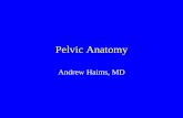 Pelvic Anatomy - Yale Universityanatomy.medicine.yale.edu/pdf/haims lecture 11 2004.pdf · Pelvic Anatomy Andrew Haims, MD. Andrew Haims ... ©2004 Yale Medical School 7 Anatomy •