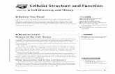 7 Cellular Structure and Function - Mrs. Jennings8th …courtneyjennings.weebly.com/uploads/1/3/3/7/13378611/_cell... · chapterCellular Structure and Function 7 ... A cell is the