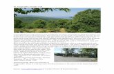 16. Tsagaradha circular walk - Pilionwalks. Rondje Tsagaradha.eng.pdf · 16. Tsagaradha circular walk A beautiful forest walk which is very suitable ... of the three centres of Tsagaradha.