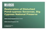 Restoration of Disturbed Pond-cypress Savannas, Big Cypress National ... · Restoration of Disturbed Pond-cypress Savannas, Big Cypress National Preserve James R. Snyder USGS, Florida