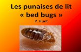 Les punaises de lit « bed bugs - fffcedv.org · et l’apparition du DDT et du ... punaises lors du sommeil du patient qui orientent le diagnostic . ... •Délire d’infestation