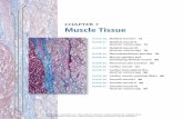 CHAPTER 7 Muscle Tissue - sinauer.com · cut in cross-section. Again, bundles of muscle ﬁ bers, or fascicles (4), can be readily identiﬁ ed. In contrast to ... ﬁ laments produces