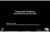 Neuronal Anatomy and Electrical Activity - …brainmapping.org/.../NeuronFunctionNITP2015_SM.pdf · Neuronal Anatomy and Electrical Activity Mark S. Cohen UCLA Psychiatry, Neurology,
