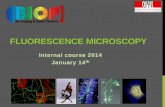 FLUORESCENCE MICROSCOPY - EPFL BIOP · PDF fileFLUORESCENCE MICROSCOPY •Why do we need fluorescence microscopy? •Basics about fluorescence ... Golgi Aparatus: