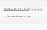 Fisiologi Ginjal & System urinary - Frida Magdalena | .PPT file  Web view2012-10-04  Anatomi