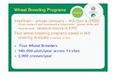 Wheat Breeding Programs - UWA Institute of Ag · PDF fileWheat Breeding Programs ... • Marketing the wheat crop – With export wheat market deregulated there ... programs by interview