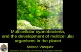 Multicellular cyanobacteria, the starting point to ...jalfaro/astrobiologia/Astrobiologiavasquez.pdf · Laboratorio de Ecología Microbiana y Toxicología Ambiental ... 9 Mpb dinoflagellates