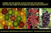 Insights into the genetic control of tomato fruit ripening ... G… · Insights into the genetic control of tomato fruit ripening … ... and how they might be leveraged for grape