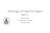 Pathology of Endocrine Organs Part 1. - semmelweis.husemmelweis.hu/patologia2/files/2018/03/KovacsA_endocrine1.pdf · thyroid C-cells, parathyroid glands, adrenal medulla, gastro-entero-pancreatic
