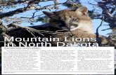 Mountain Lions in North Dakota - Cougar Network Dakota[1].pdf · the North Dakota badlands, Killdeer Mountains, and Missouri River Breaks in the 1800s. At that time, lions ... Mountain