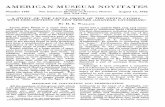 AMERICAN MUSEUM NOVITATES - COnnecting · PDF fileTHELENTA GROUPOF THEGENUSLYCOSA Considering the forms of each group in moredetail, it appearsthatthemembersof Group A (pseudoceratiola