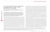In vivo wide-area cellular imaging by side-view endomicroscopy · BRIEF COMMUNICATIONS NATURE METHODS | VOL.7 NO.4 | APRIL 2010 | 303 confocal endomicroscopy, based on a resonantly