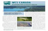 WCS canada - Wilderness Northwildernessnorth.com/pdf/WCS-Boreal-Forest-Report.pdfWCS canada Freshwater Fish in Ontario’s Boreal Freshwater ecosystems are among the most threatened