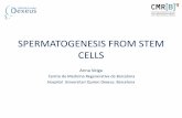 MAKING GAMETES FROM STEM CELLS - Comtecgroup · blastomeres (hESC) and from nuclear reprogramming (Somatic Cell Nuclear Transfer - SCNT and induced Pluripotent Stem Cells - iPS) Pluripotent