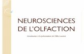 NEUROSCIENCES DE L’OLFACTION - doursat.free.frdoursat.free.fr/docs/HSS512F_F10/HSS512F_F10_09_Meso4_eleves.pdf · DE L’OLFACTION Introduction à la présentationde Gilles Laurent.